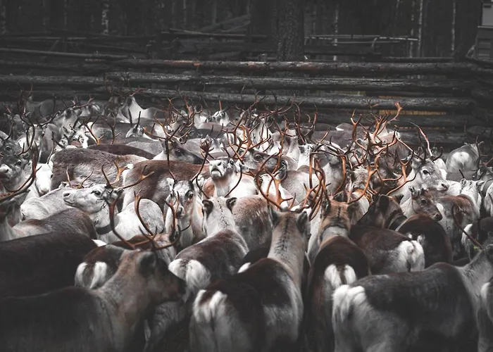 Διαμέρισμα Alppitaehti, Hilla Levi